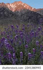 Dramatic alpenglow on the Eastern Sierras with wild blue lupine flowers in the foreground
