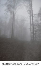 Dramatic ambiance, path going through dark misty forest in winter