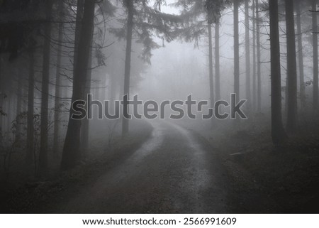 Dramatic ambiance, path going through dark misty forest in winter