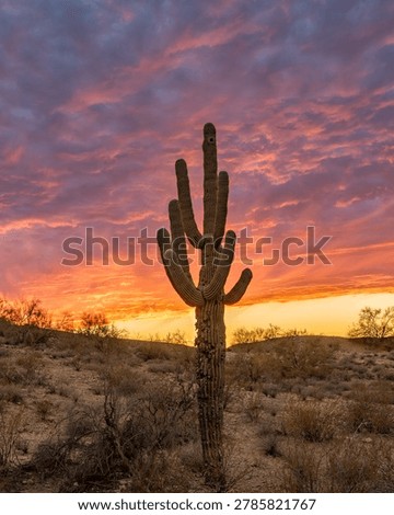 Dramatic Arizona monsoon thunderstorm clouds
