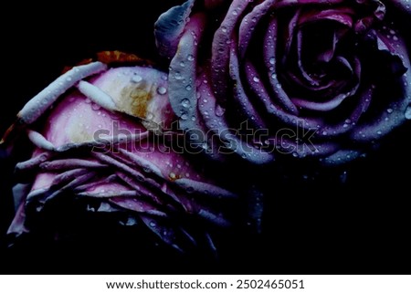 DRAMATIC ARTISTIC CLOSE UP 2 DIGITALLY MANIPULATED ROSE WITH WATER DROPS ON PETALS CLOSE UP  