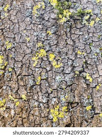 Dramatic Ash Tree Bark Covered with Yellow and Grey Lichens