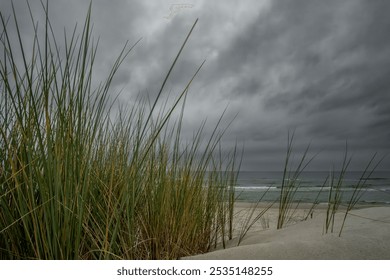 Dramatic Baltic Sea under menacing dark clouds. Wild beach grass sways on windswept dunes as steel-gray waves crash against the shore, creating a moody coastal wilderness. - Powered by Shutterstock