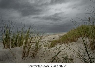 Dramatic Baltic Sea under menacing dark clouds. Wild beach grass sways on windswept dunes as steel-gray waves crash against the shore, creating a moody coastal wilderness. - Powered by Shutterstock