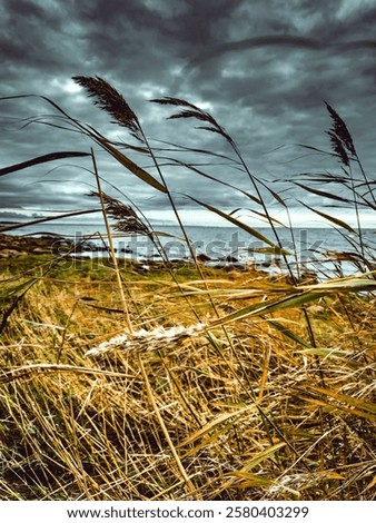 Similar – Image, Stock Photo Dramatic Baltic Sea against the light b/w