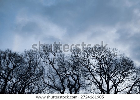 Dramatic bare branches of several tall trees with roosting birds silhouetted against a cold cloudy, blue grey winter sky