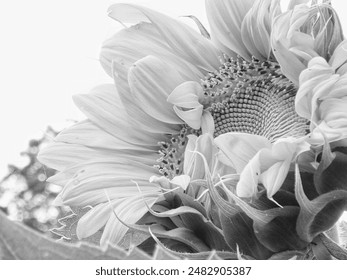 A dramatic black and white close-up captures the bold silhouette of a sunflower. Its massive head, adorned with countless petals, stands out starkly against the dark background.  - Powered by Shutterstock