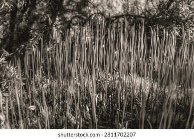 Dramatic black and white close-up of dew-covered wildflower petals showcasing texture and detail, Macro photo, Animals, Nature -Black and white photos, monochrome photos - Еurope, Eastern Europe