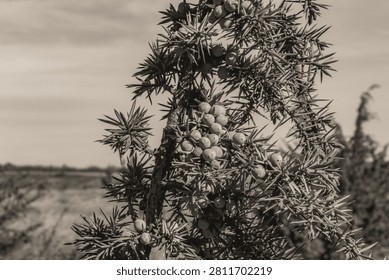 Dramatic black and white close-up of dew-covered wildflower petals showcasing texture and detail, Macro photo, Animals, Nature -Black and white photos, monochrome photos - Еurope, Eastern Europe