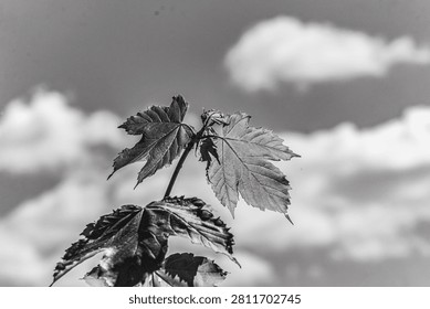 Dramatic black and white close-up of dew-covered wildflower petals showcasing texture and detail, Macro photo, Animals, Nature -Black and white photos, monochrome photos - Еurope, Eastern Europe