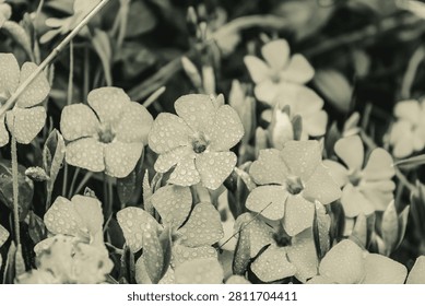 Dramatic black and white close-up of dew-covered wildflower petals showcasing texture and detail, Macro photo, Animals, Nature -Black and white photos, monochrome photos - Еurope, Eastern Europe