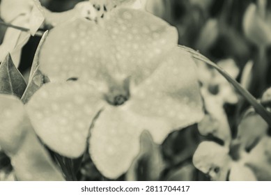 Dramatic black and white close-up of dew-covered wildflower petals showcasing texture and detail, Macro photo, Animals, Nature -Black and white photos, monochrome photos - Еurope, Eastern Europe
