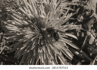 Dramatic black and white close-up of dew-covered wildflower petals showcasing texture and detail, Macro photo, Animals, Nature -Black and white photos, monochrome photos - Еurope, Eastern Europe