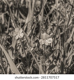 Dramatic black and white close-up of dew-covered wildflower petals showcasing texture and detail, Macro photo, Animals, Nature -Black and white photos, monochrome photos - Еurope, Eastern Europe
