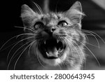 Dramatic black and white close-up portrait of a domestic cat with an intense expression, mouth wide open displaying sharp teeth and fangs against a dark background.