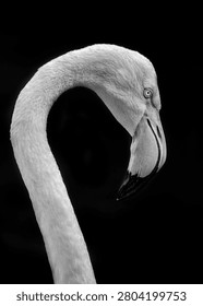 Dramatic black and white close-up portrait of a flamingo head and neck against a dark background.