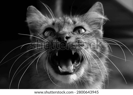 Dramatic black and white close-up portrait of a domestic cat with an intense expression, mouth wide open displaying sharp teeth and fangs against a dark background.