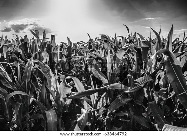 Dramatic Black White Corn Field Stock Photo 638464792 | Shutterstock