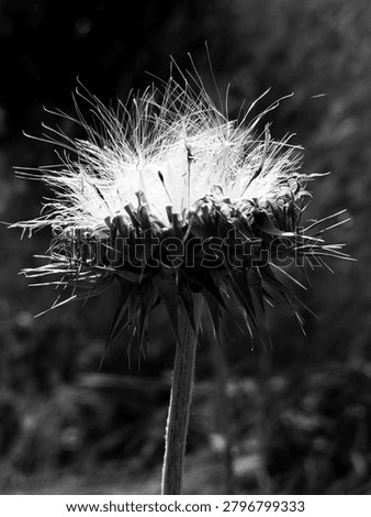 Dramatic Black and White Dried Thistle Seed Head