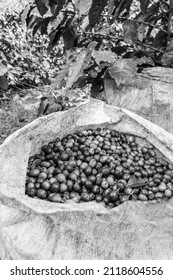 Dramatic Black And White Image Of A Bag Full Of Raw Coffee Beans On A Farm In The Caribbean Mountains Of The Dominican Republic.