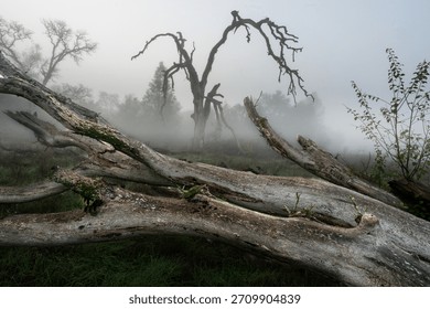 Dramatic black and white image of a dead tree with tree in background in the fog in northern California.