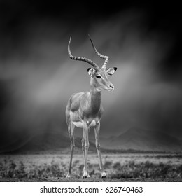 Dramatic Black And White Image Of A Impala On Black Background