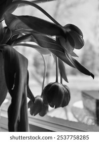 Dramatic Black and White Image of Wilted Tulips