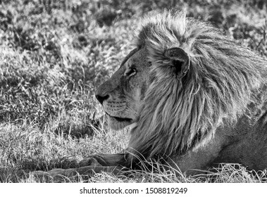 Dramatic Black White Lions Africa Stock Photo 1508819249 | Shutterstock