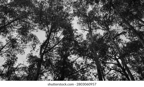 Dramatic black and white low-angle view looking up through a dense canopy of tall trees in a forest. Tall trunks and intricate branches create strong leading lines against an overcast sky, giving an artistic and moody forest atmosphere.