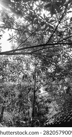 A dramatic black and white low-angle view of a lush tree canopy. Warm sunbeams pierce through dense leaves and thick branches, creating a peaceful, layered effect. A traditional tiled roof peeks out from the bottom corner, blending nature with a touch of rustic human presence.