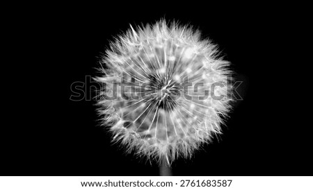 Dramatic black and white macro of a dandelion seed head against a dark background. Concept of change and fragility.

