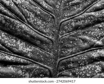 Dramatic black and white macro shot of a tropical leaf texture featuring intricate veins, organic patterns, and natural speckles. High contrast monochrome botanical background for nature design.
