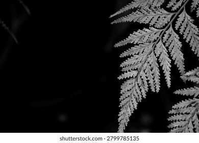Dramatic black and white macro shot of fern leaf over black background