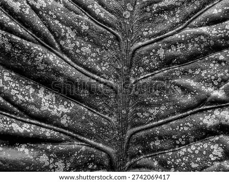 Dramatic black and white macro shot of a tropical leaf texture featuring intricate veins, organic patterns, and natural speckles. High contrast monochrome botanical background for nature design.