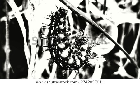 Dramatic black and white macro of a spiky caterpillar. Detailed monochrome wildlife photography highlighting textures, sharp spines, and dark contrast in nature. Artistic insect portrait.