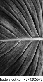 Dramatic black and white macro of a tropical leaf texture. Detailed veins and organic patterns in monochrome style. Abstract botanical background focusing on natural structure, light, and shadows.