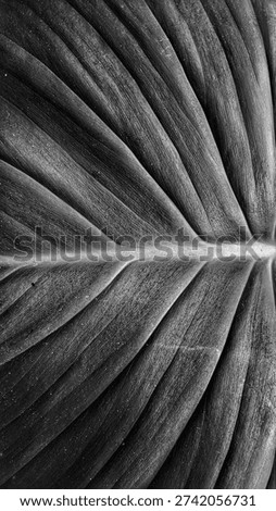 Dramatic black and white macro of a tropical leaf texture. Detailed veins and organic patterns in monochrome style. Abstract botanical background focusing on natural structure, light, and shadows.