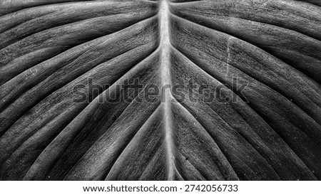 Dramatic black and white macro of a tropical leaf texture. Detailed veins and organic patterns in monochrome style. Abstract botanical background focusing on natural structure, light, and shadows.
