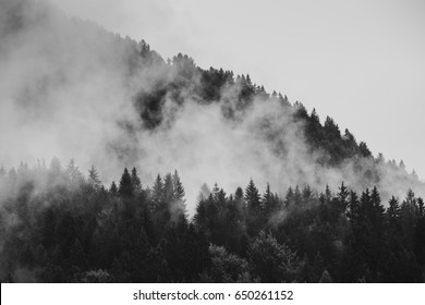 11,642 Spooky pine trees Images, Stock Photos & Vectors | Shutterstock