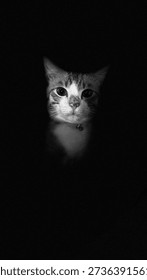 Dramatic black and white portrait of a tabby cat emerging from the shadows.