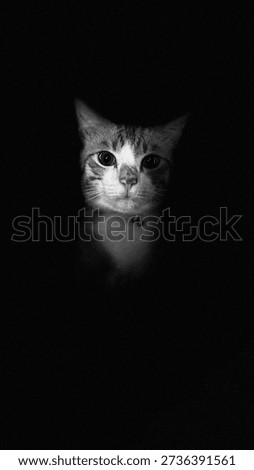 Dramatic black and white portrait of a tabby cat emerging from the shadows.