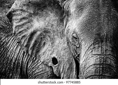 Dramatic Black and White Portrait of Very Old Elephant Tanzania Africa Serengeti