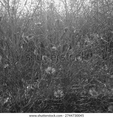 Dramatic black and white summer meadow under a dark brooding storm sky