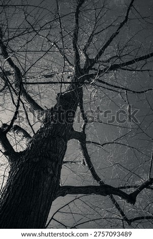 A dramatic black and white view of a tall bare tree rising into the sky, emphasizing rough bark texture and intricate branch structure. Monochrome natural composition with a moody atmosphere, suitable for themes of winter, and dramatic nature.