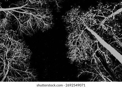 A dramatic black-and-white view looking up through tall forest trees at night, their bare branches framing a starry sky above.