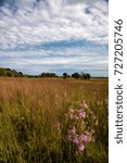 Dramatic blue sky with beautiful clouds over a wild flower and wild grass prairie, Shoefactory Forest Preserve, Elgin, IL.