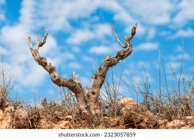 Dramatic blue sky over an old lone tree close-up,here is a place for an inscription