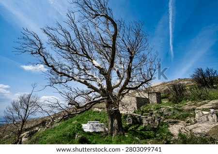 Dramatic burnt tree beside the medieval Agii Asomati chapel on Penteli Mountain near Athens, Greece, with spring greenery, stone architecture, and post-wildfire landscape.