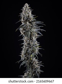 Dramatic Cannabis Flower Against A Black Background