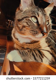 dramatic cat looking into the distance
